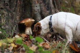 IMG 4551